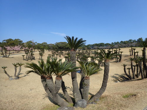 sago palm inaturalist kuroshio